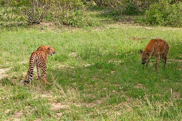 Growling cheetah