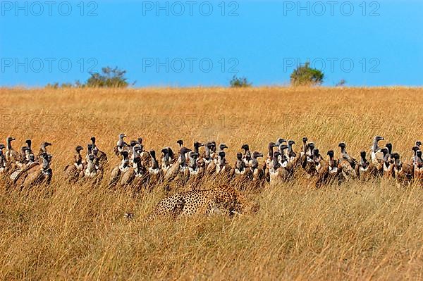 Cheetah