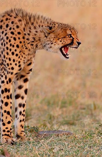 Cheetah