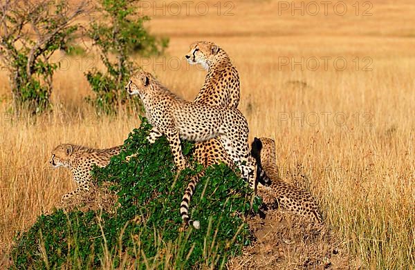 Cheetah