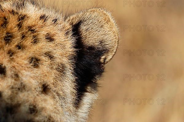 Cheetah