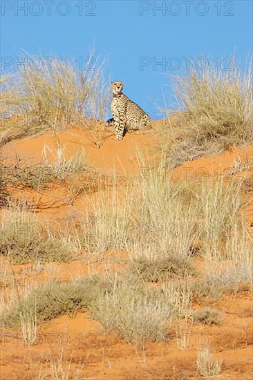 Cheetah