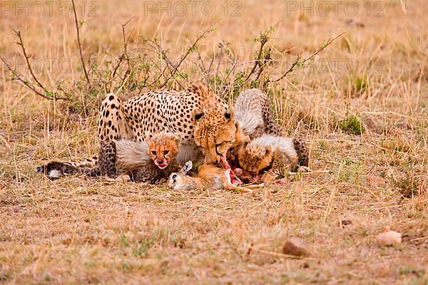 Mother cheetah