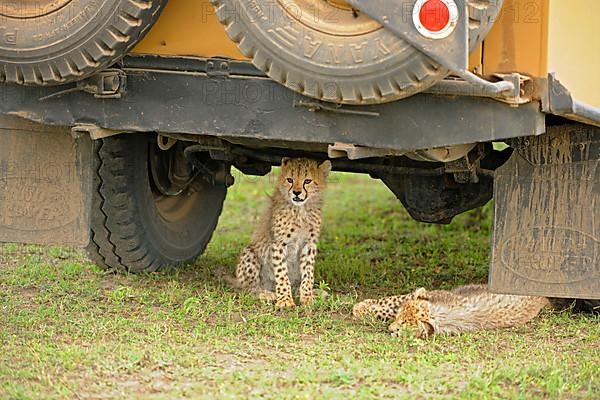 Cheetah