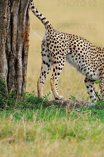 Cheetah