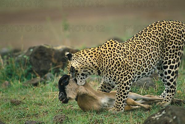 African Leopard Niche leopards