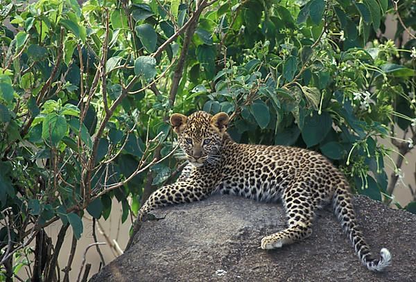 African Leopard Niche leopards