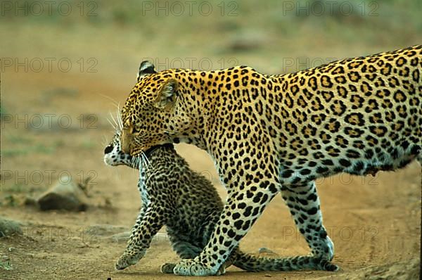 African Leopard Niche leopards