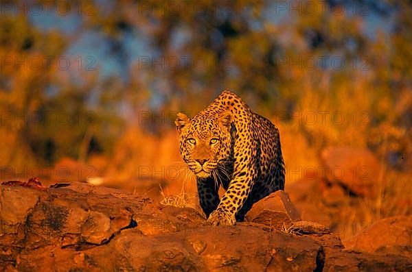 African Leopard Niche leopards