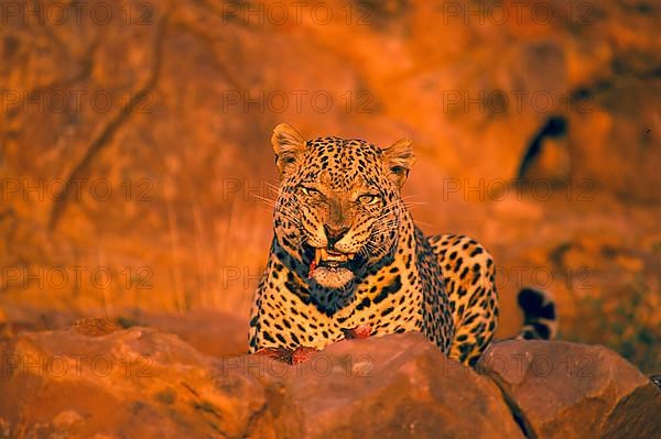 African Leopard Niche leopards