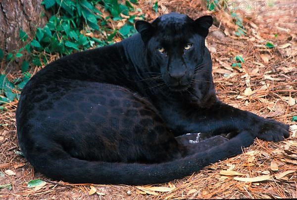 African Leopard Niche leopards