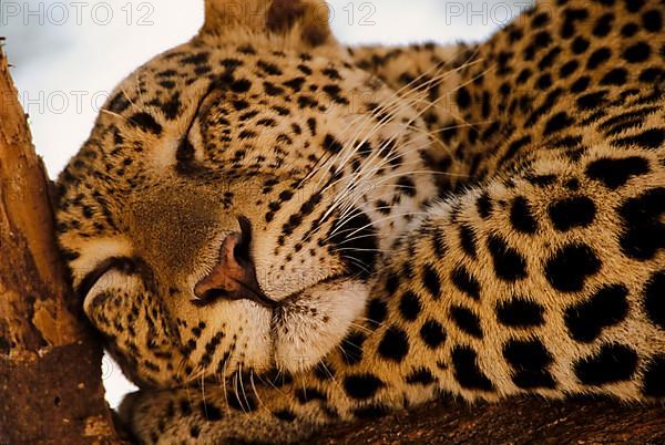 African Leopard Niche leopards