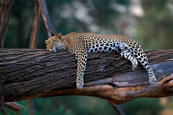 African Leopard Niche leopards