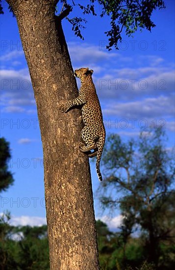 African Leopard Niche leopards