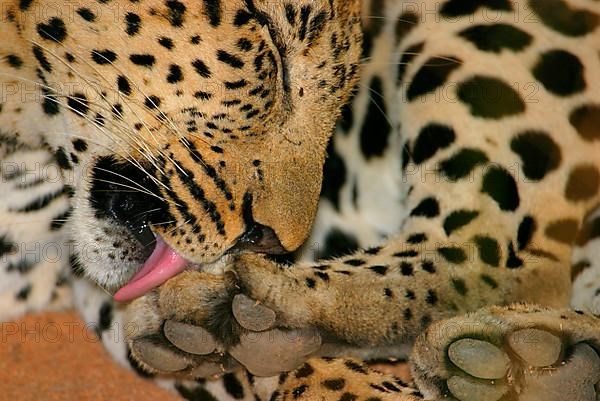 African Leopard Niche leopards