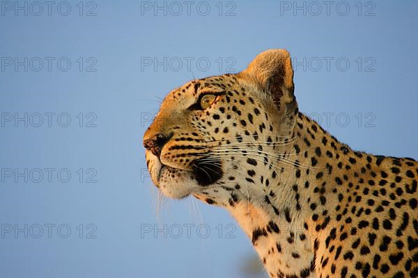 African Leopard Niche leopards