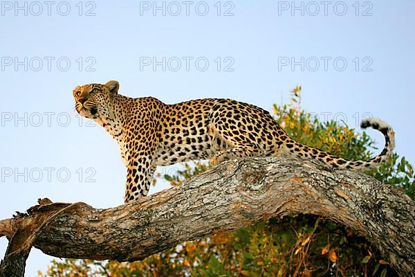 African Leopard Niche leopards