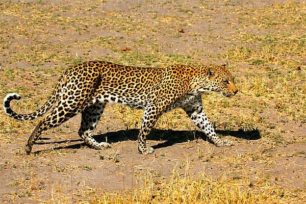 African Leopard Niche leopards