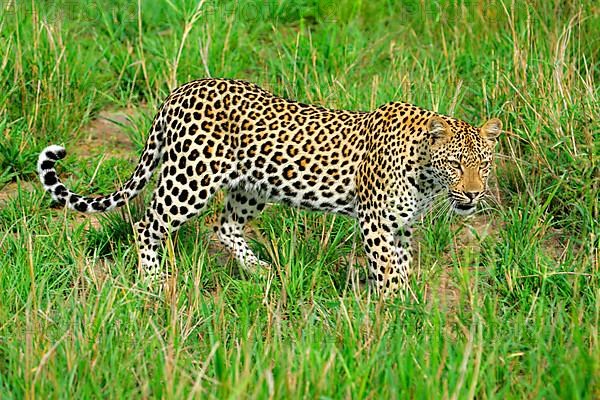 African Leopard Niche leopards