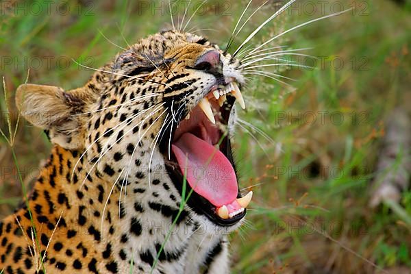 African Leopard Niche leopards