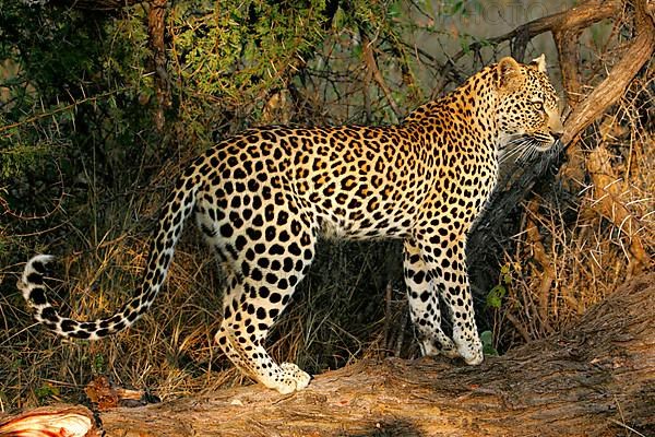 African Leopard Niche leopards