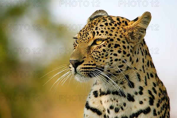 African Leopard Niche leopards