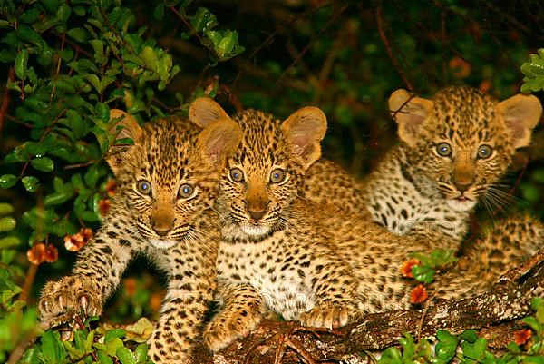 African Leopard Niche leopards