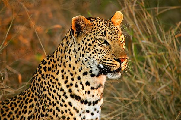 African Leopard Niche leopards