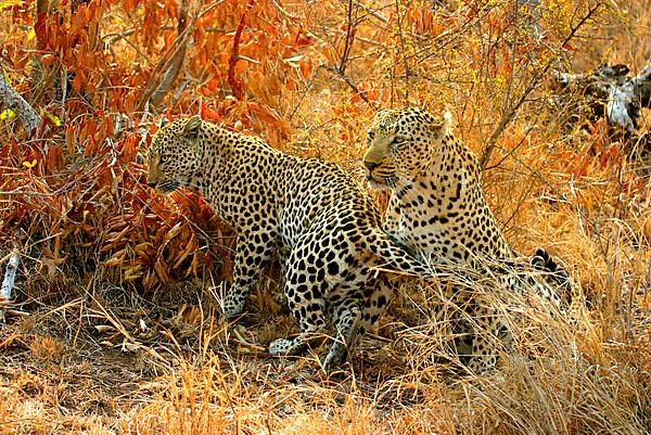 African Leopard Niche leopards