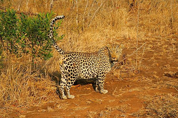 African leopard niche leopards