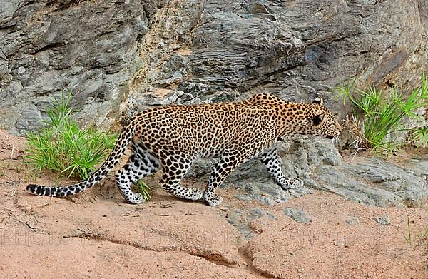 African Leopard Niche leopards