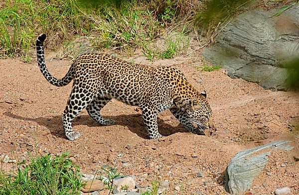 African leopard niche leopards