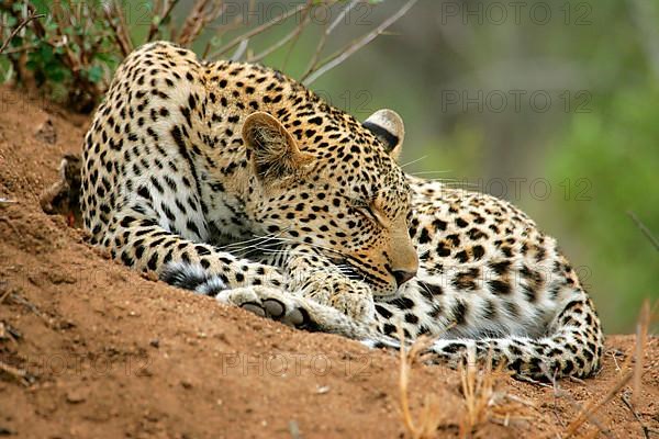 African leopard niche leopards