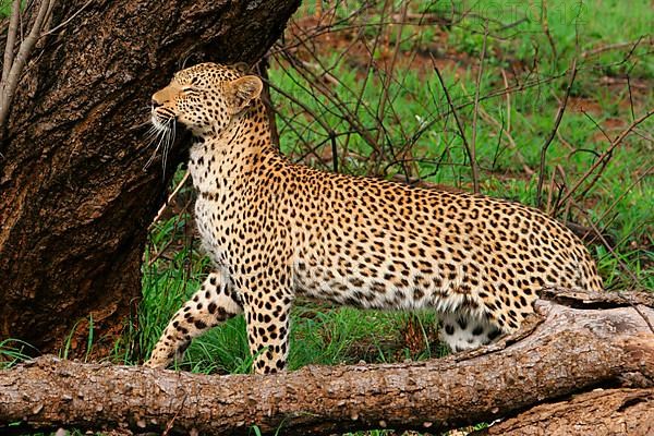 African leopard niche leopards