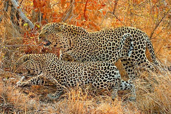 African Leopard Niche leopards