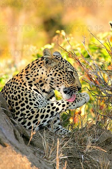 African leopard niche leopards