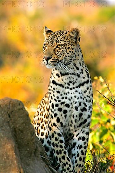 African Leopard Niche leopards