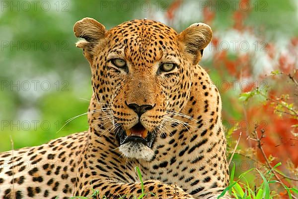 African Leopard Niche leopards