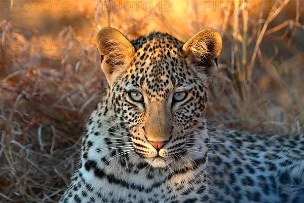 African Leopard Niche leopards