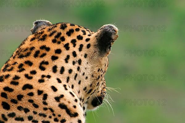 African leopard