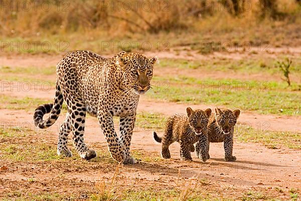 African leopard