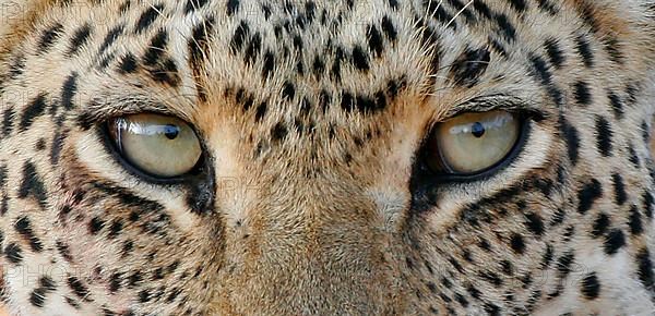 African leopard