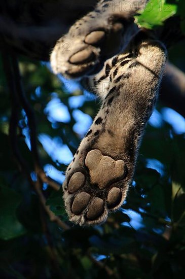 African leopard