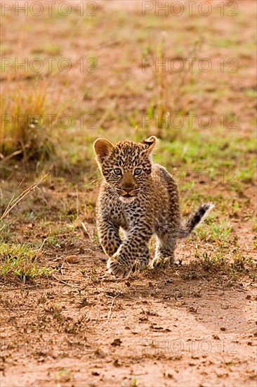 African leopard