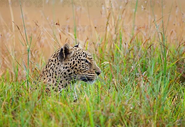 African leopard