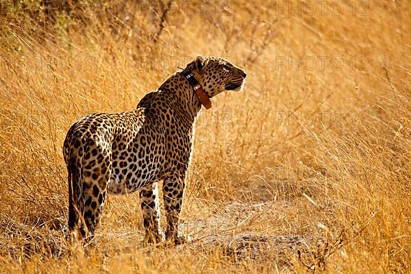 African leopard