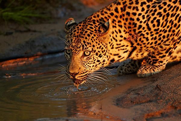 African Leopard