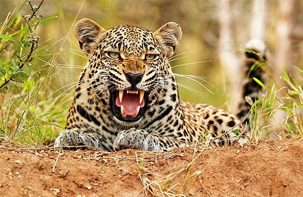 African Leopard