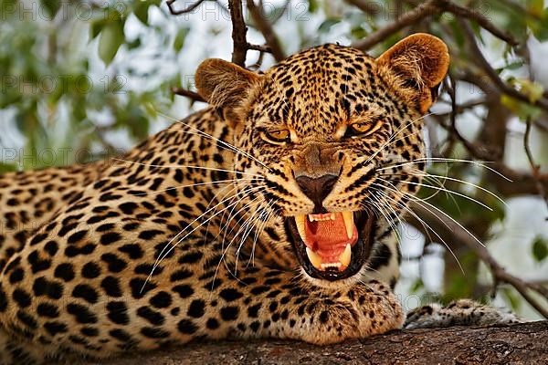 African leopard