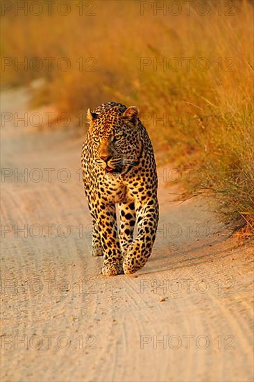 African leopard